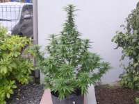 Imagen de hemp47 (Sweet Purple)