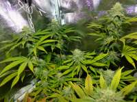 Paradise Seeds Wappa - foto de hemp47