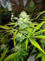 Paradise Seeds Wappa - foto de hemp47