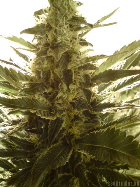 Paradise Seeds White Berry