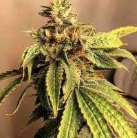 Patchwerk Genetics Daffie F3 - foto de PatchwerkGenetics