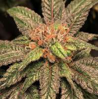 Patchwerk Genetics Duck Hunter - foto de PatchwerkGenetics