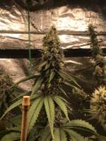 Patchwerk Genetics Shamir - foto de Patchwerkgenetics