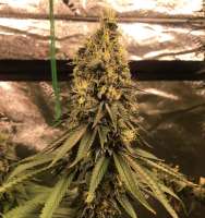 Patchwerk Genetics Shamir - foto de Patchwerkgenetics