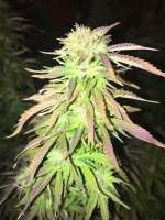 Imagen de Cannanadian (Sweet Skunk)