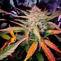 PEV Seeds Bank Piensa En Blueberry Auto - foto de That7dsgye