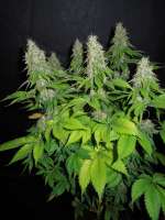 Imagen de Cultivator420 [Grapefruit Diesel]