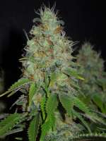 Imagen de cultivator420 (Grapefruit Diesel)