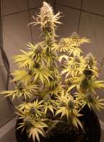 Philosopher Seeds Black Bomb - foto de Endhorst