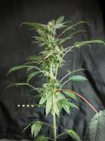 Philosopher Seeds Purple Punch x Do-Si-Dos - foto de Hylon