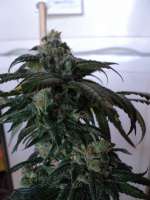 Philosopher Seeds SuperJuani - foto de Loveweed