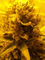 Philosopher Seeds SweetLove - foto de loveweed27