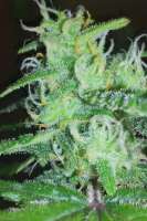 Imagen de RunWIthIt (White Widow Express)