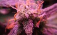 Phoenix Seeds White Widow Express - foto de RunWIthIt