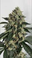 Imagen de Grower9908 (Piff Coast Sour Diesel)