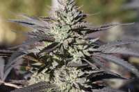 Imagen de newtburnz (Purple Kush 68 IBL)