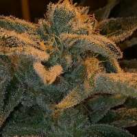 Prolific Coast Seeds Hot LAVA - foto de turbo