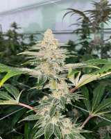 Prolific Coast Seeds Strudelset - foto de turbo