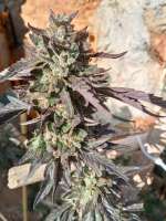 Imagen de ElZorro86 (Cookies x Watermelon Zkittlez)