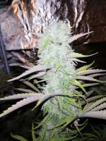 Imagen de URBANGROWER (Forbidden Fruit x Watermelon Zkittlez)