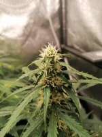 Pyramid Seeds Auto Anesthesia - foto de SkunkMasterM