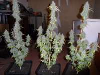 Imagen de admin (Auto Northern Lights)