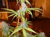 Imagen de pippypops (Auto Northern Lights)