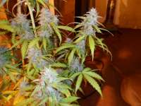 Imagen de pippypops (Auto Northern Lights)