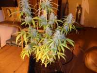 Imagen de pippypops (Auto Northern Lights)