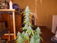 Imagen de pippypops (Auto Northern Lights)