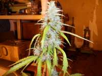 Imagen de pippypops (Auto Northern Lights)