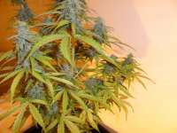 Imagen de pippypops (Auto Northern Lights)