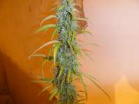 Imagen de pippypops (Auto Northern Lights)