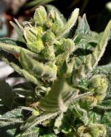 Imagen de kanabiotika (Auto White Widow)