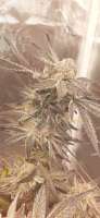 Pyramid Seeds Black Cherry Punch - foto de Dadanga