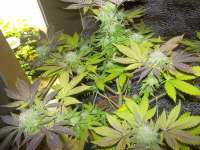 Pyramid Seeds White Widow - foto de WhiteyB