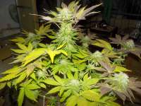 Pyramid Seeds White Widow - foto de WhiteyB