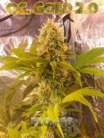 Quebec Cannabis Seeds Quebec Gold 2.0 - foto de Joney