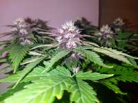 Quest Genetics Triple Purple Doja - foto de THCNW2