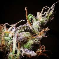 R-KIEM Seeds Icer - foto de RKIEMSeeds