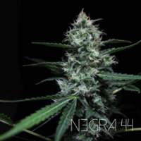 Imagen de RKIEMSeeds (Negra 44)