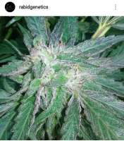 Imagen de Therabiddabber (Riley Kush)