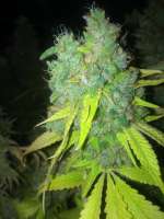 Imagen de LemiAten (Ghost Train Haze Nr1)