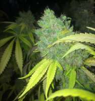 Imagen de LemiAten (Ghost Train Haze Nr1)