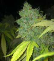 Imagen de LemiAten (Ghost Train Haze Nr1)