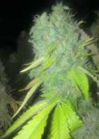 Imagen de LemiAten (Ghost Train Haze Nr1)