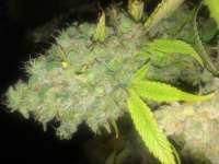 Imagen de LemiAten (Ghost Train Haze Nr1)