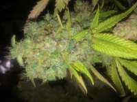 Imagen de LemiAten (Ghost Train Haze Nr1)