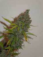 Rare Dankness Seeds Moonshine Haze x Ghost Train Haze #1 - foto de Cultivator420