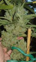 Rare Dankness Seeds Moonshine Haze x Ghost Train Haze #1 - foto de Dixon23